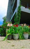 Туры в отель Ella Flower Garden Resort
