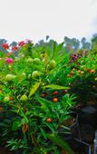 Туры в отель Ella Flower Garden Resort