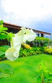 Туры в отель Ella Flower Garden Resort