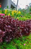 Туры в отель Ella Flower Garden Resort