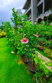 Туры в отель Ella Flower Garden Resort