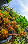 Туры в отель Ella Flower Garden Resort