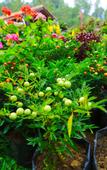Туры в отель Ella Flower Garden Resort