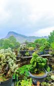 Туры в отель Ella Flower Garden Resort