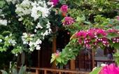 Туры в отель Bougainvillea Inn - Maldives