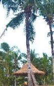 Туры в отель Lempeh Jungle Cottage & Restaurant