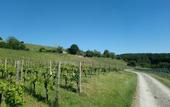Туры в отель Kafernberg Weinhotel