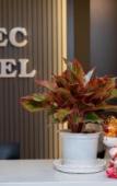 Туры в отель KAS Eliana Luxury Hotel