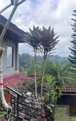 Туры в отель Calma Coliving at Jatiluwih, Bali