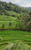 Туры в отель Calma Coliving at Jatiluwih, Bali