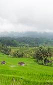 Туры в отель Calma Coliving at Jatiluwih, Bali