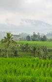 Туры в отель Calma Coliving at Jatiluwih, Bali