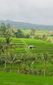 Туры в отель Calma Coliving at Jatiluwih, Bali