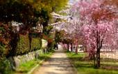 Туры в отель Diamond Kyoto Society