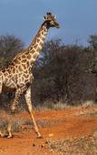 Туры в отель Palala Boutique Game Lodge and Spa