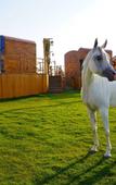 Туры в отель Al Marmoom Dome Luxury Desert Experiential Stay