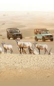 Туры в отель Al Marmoom Dome Luxury Desert Experiential Stay