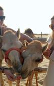 Туры в отель Al Marmoom Dome Luxury Desert Experiential Stay