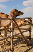 Туры в отель Al Marmoom Dome Luxury Desert Experiential Stay