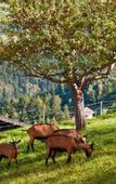 Туры в отель Hotel Gasthof Handl
