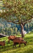 Туры в отель Hotel Gasthof Handl