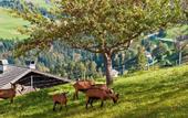Туры в отель Hotel Gasthof Handl