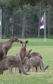 Туры в отель Riverside Oaks Golf Resort