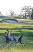 Туры в отель Riverside Oaks Golf Resort