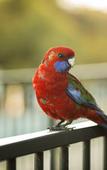 Туры в отель Alivio Tourist Park Canberra