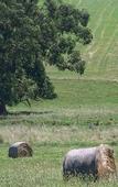 Туры в отель Comfort Inn & Suites Warragul