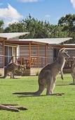 Туры в отель Discovery Parks - Pambula Beach