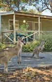 Туры в отель Discovery Parks - Pambula Beach