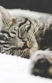 Туры в отель Buccaneer Motel Pet friendly