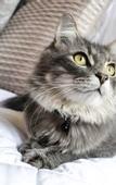 Туры в отель Buccaneer Motel Pet friendly