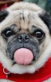 Туры в отель Buccaneer Motel Pet friendly