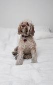 Туры в отель Buccaneer Motel Pet friendly
