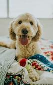 Туры в отель Buccaneer Motel Pet friendly