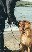 Туры в отель Buccaneer Motel Pet friendly