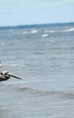 Туры в отель Buccaneer Motel Pet friendly