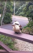 Туры в отель Avoca Beach Hotel