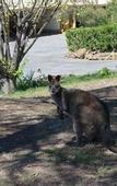 Туры в отель Cooma High Country Motel