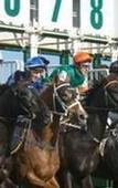 Туры в отель Hawkesbury Race Club Motel