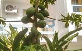 Туры в отель Hotel Estalagem Porto Seguro