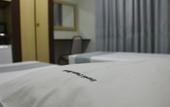Туры в отель David Plaza Hotel