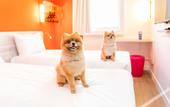 Туры в отель ibis budget Sao Caetano
