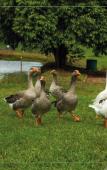Туры в отель Vale das Aguas Fazenda Resort