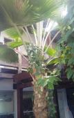 Туры в отель Hotel Casa Blanca Porto Seguro