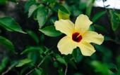 Туры в отель Pousada Hibiscus