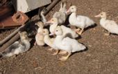 Туры в отель Pousada Campestre Estancia Sao Domingos