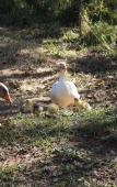 Туры в отель Pousada Campestre Estancia Sao Domingos